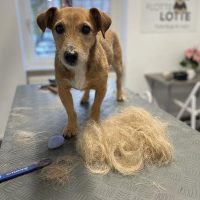 FLOTTER-TRIMMER-2
